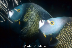 Angel fish, Mona Islands, Nikonos RS, 50mm and 2 ikelite ... by Alan G. Miller 